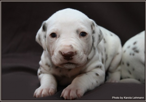 Christi ORMOND Gallant Galileo