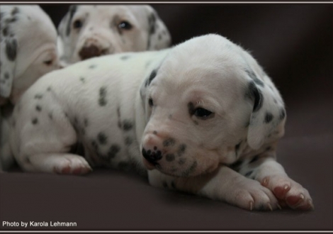 Christi ORMOND Gaint Vogue