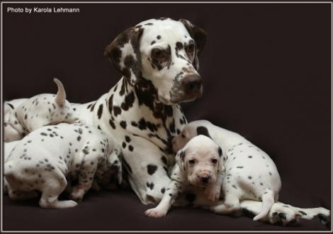 Mutter Mochaccino Dalmatian Dream (genannt Mocha) mit ihren Welpen 3. Lebenswoche