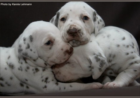 links Christi ORMOND Golden Silence, mitte Christi ORMOND Goddess of Victory und rechts Christi ORMOND Gallant Galileo