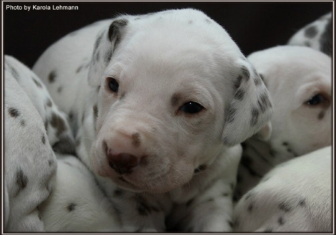 Christi ORMOND Gallant Galileo