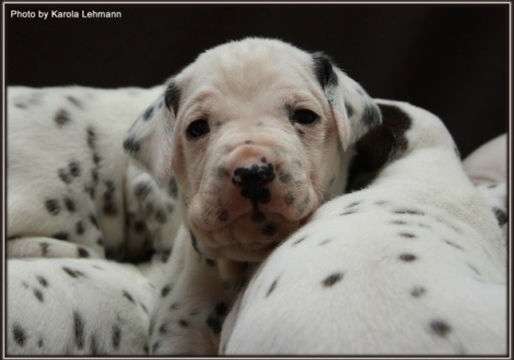 Christi ORMOND Gaint Vogue