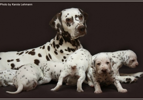 Mutter Mochaccino Dalmatian Dream (genannt Mocha) mit ihren Welpen 3. Lebenswoche