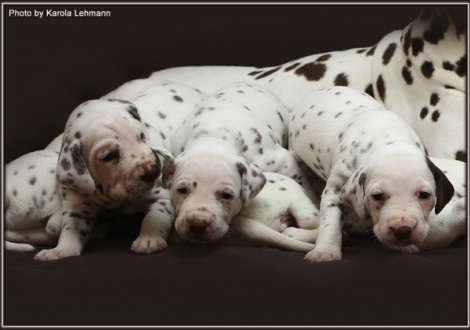 links Christi ORMOND Goddess of Victory, mitte Christi ORMOND Grateful Glory und rechts Christi ORMOND Golden Silence