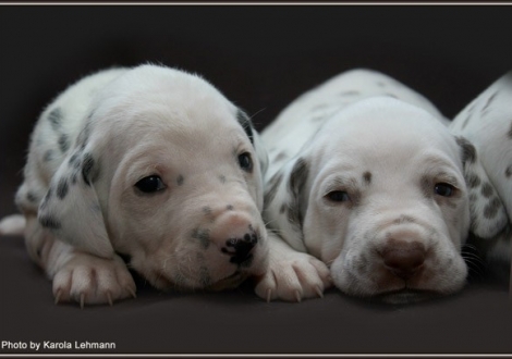 links Christi ORMOND Gaint Vogue und rechts Christi ORMOND Grateful Glory