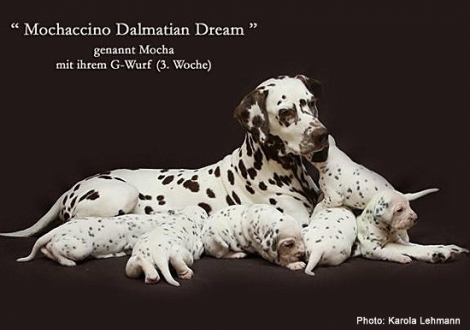 Mochaccino Dalmatian Dream mit ihrem Christi ORMOND G - Wurf 3. Lebenswoche