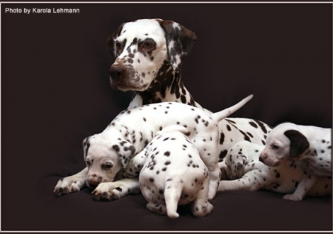Mother Mochaccino Dalmatian Dream (called Mocha) with her puppies 4th week of life
