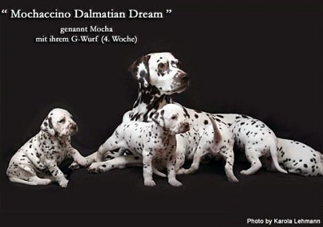 Mochaccino Dalmatian Dream with her Christi ORMOND G - Litter 4th week of life