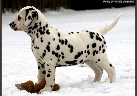 Christi ORMOND Giant Vogue