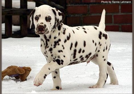 Christi ORMOND Grateful Glory