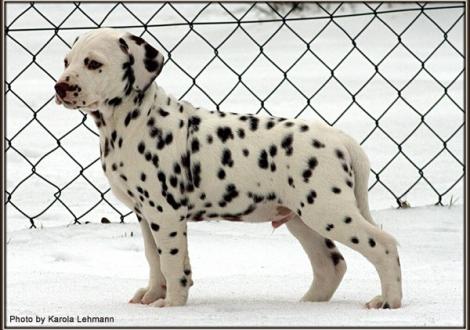 Christi ORMOND Gallant Galileo