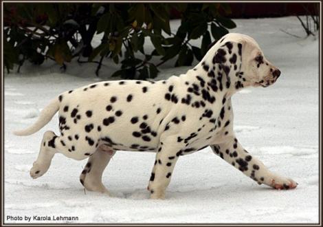 Christi ORMOND Golden Silence