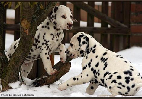 links Christi ORMOND Gallant Galileo und rechts Christi ORMOND Giant Vogue