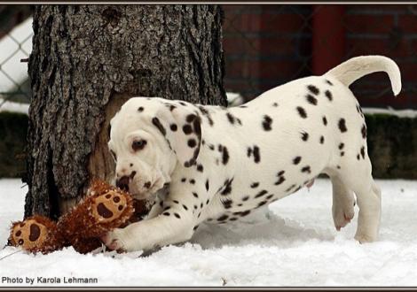 Christi ORMOND Gentle Voice