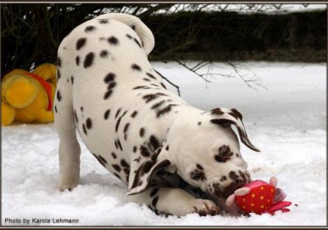 Christi ORMOND Grateful Glory