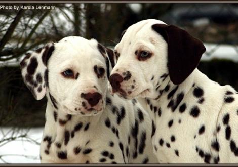 links Christi ORMOND Gallant Galileo und rechts Christi ORMOND Golden Silence