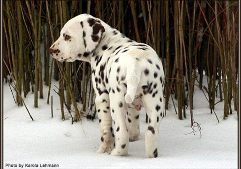 Christi ORMOND Gallant Galileo