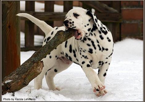 Christi ORMOND Giant Vogue