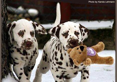 links Christi ORMOND Grateful Glory und rechts Christi ORMOND Goddess of Victory