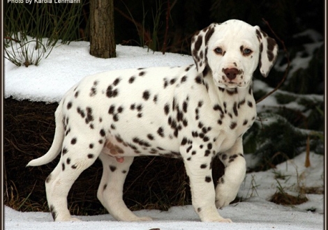 Christi ORMOND Gallant Galileo