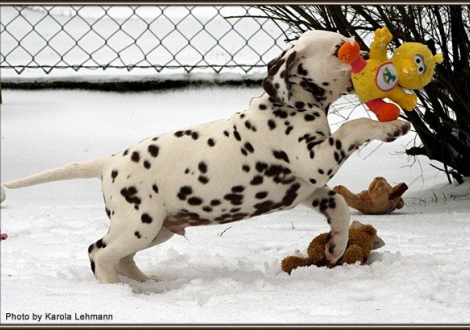 Christi ORMOND Grateful Glory