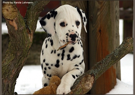 Christi ORMOND Giant Vogue