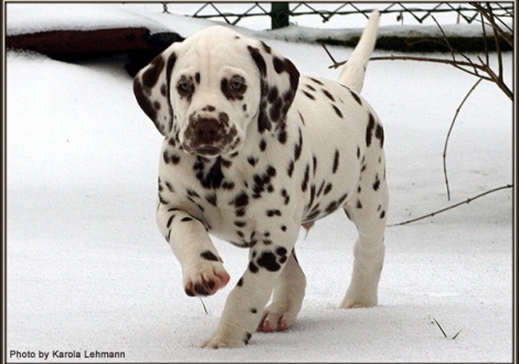 Christi ORMOND Grateful Glory