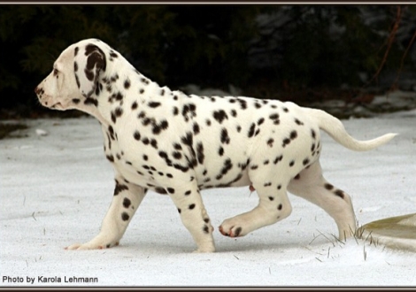 Christi ORMOND Gallant Galileo