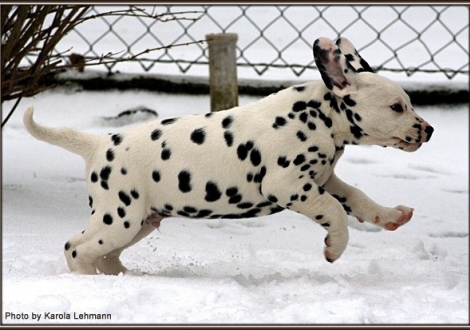 Christi ORMOND Giant Vogue