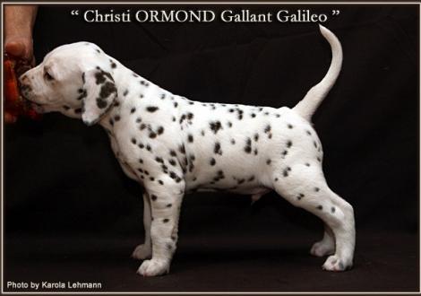 Christi ORMOND Gallant Galileo