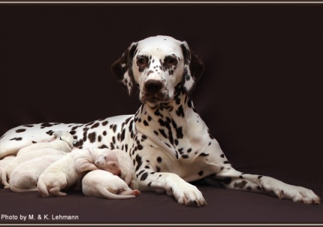 Christi ORMOND Everest Maxima with her Christi ORMOND H - Litter 1st week of life