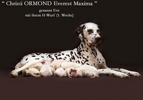 Christi ORMOND Everest Maxima with her Christi ORMOND H - Litter 1st week of life