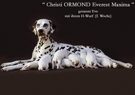 Christi ORMOND Everest Maxima mit ihrem H - Wurf 2. Lebenswoche