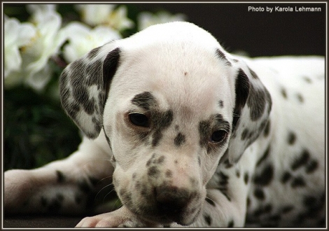 Male No. 4 / Collar blue - white