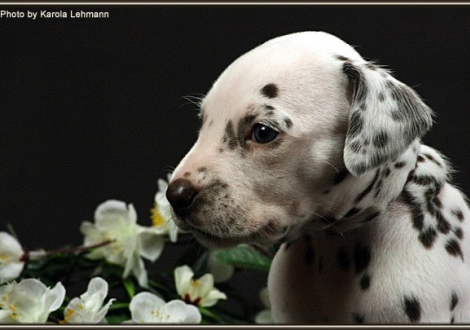 Female No. 4 / Collar blackberry