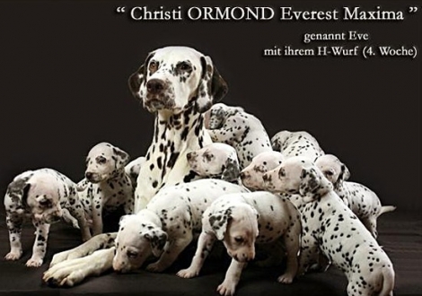 Christi ORMOND Everest Maxima with her Christi ORMOND H - Litter 4th week of life