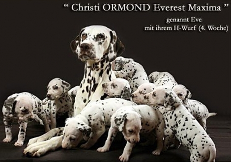 Christi ORMOND Everest Maxima mit ihrem Christi ORMOND H - Wurf 4. Lebenswoche