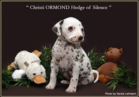 Christi ORMOND Hedge of Silence