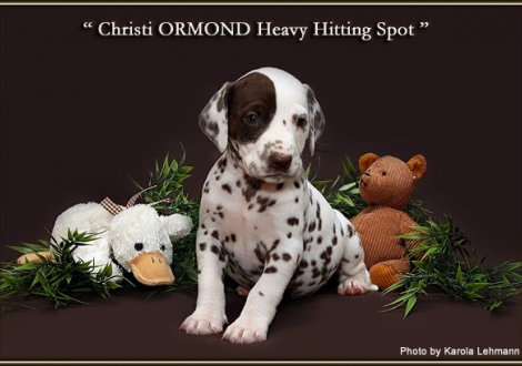 Christi ORMOND Heavy Hitting Spot