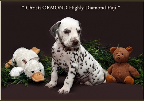 Christi ORMOND Highly Diamond Fuji