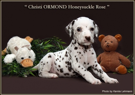 Christi ORMOND Honeysuckle Rose