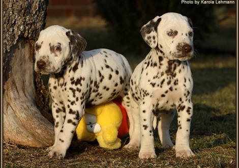 links Christi ORMOND Highly Diamond Fuji und rechts Christi ORMOND Heal the World