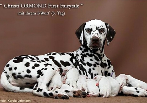 Christi ORMOND First Fairytale with her Christi ORMOND I - Litter