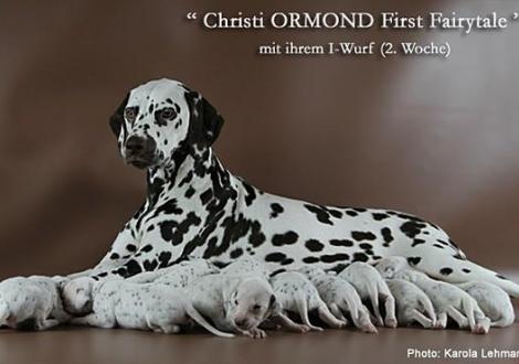 Christi ORMOND First Fairytale with her Christi ORMOND I - Litter 2nd week of life