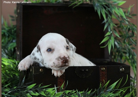 Male No. 5 / Collar blackberry (color whiite - liver)