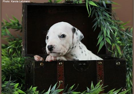 Female No. 2 / Collar pink (color white - black)