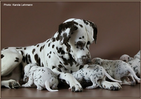 Oma Mochaccino Dalmatian Dream (genannt Mocha) zu Besuch bei ihren Enkeln