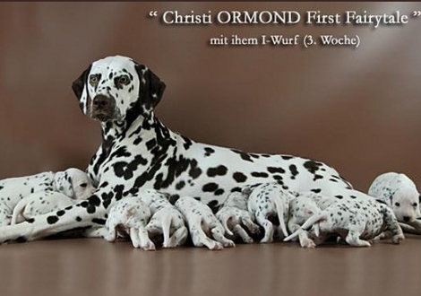 Christi ORMOND First Fairytale mit ihrem Christi ORMOND I - Wurf 3. Lebenswoche