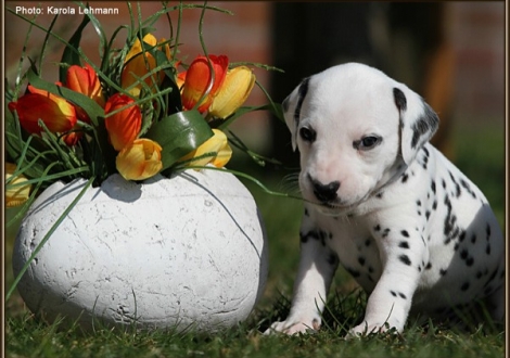 Male No. 4 / Collar red (color white - black)