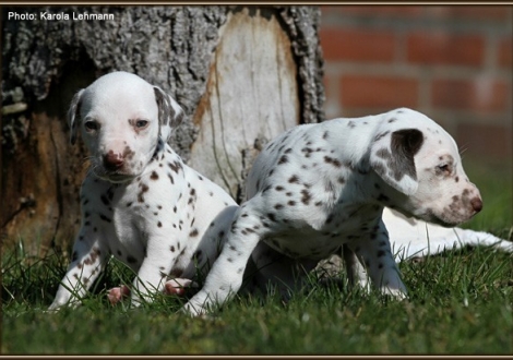 left Male No. 5 / Collar blackberry (color whiite - liver), right Male No. 6 / head - ear - patch (color whiite - liver)